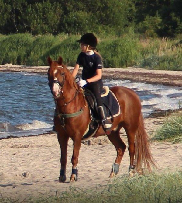 Welsh Pony (sec B) Avalon billede 13