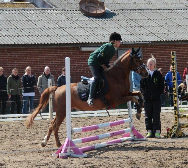 Welsh Pony (sec B) Avalon billede 17