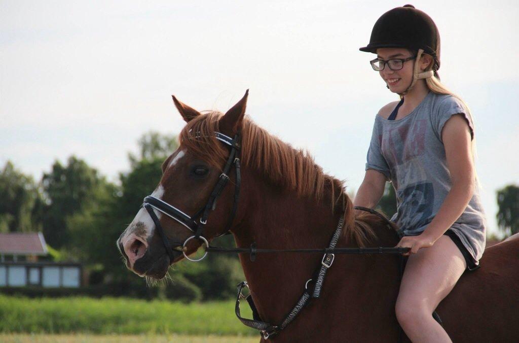 Welsh Pony (sec B) Avalon billede 19