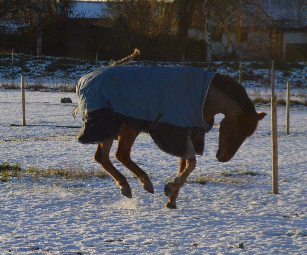 New Forest Elmholts Rekord billede 24