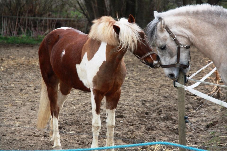 Anden særlig race silver (Min bedste ven) <3 - hvem der har ødelagt hegnet, spørg du ?? ser du... jeg har ingen ide XD billede 11