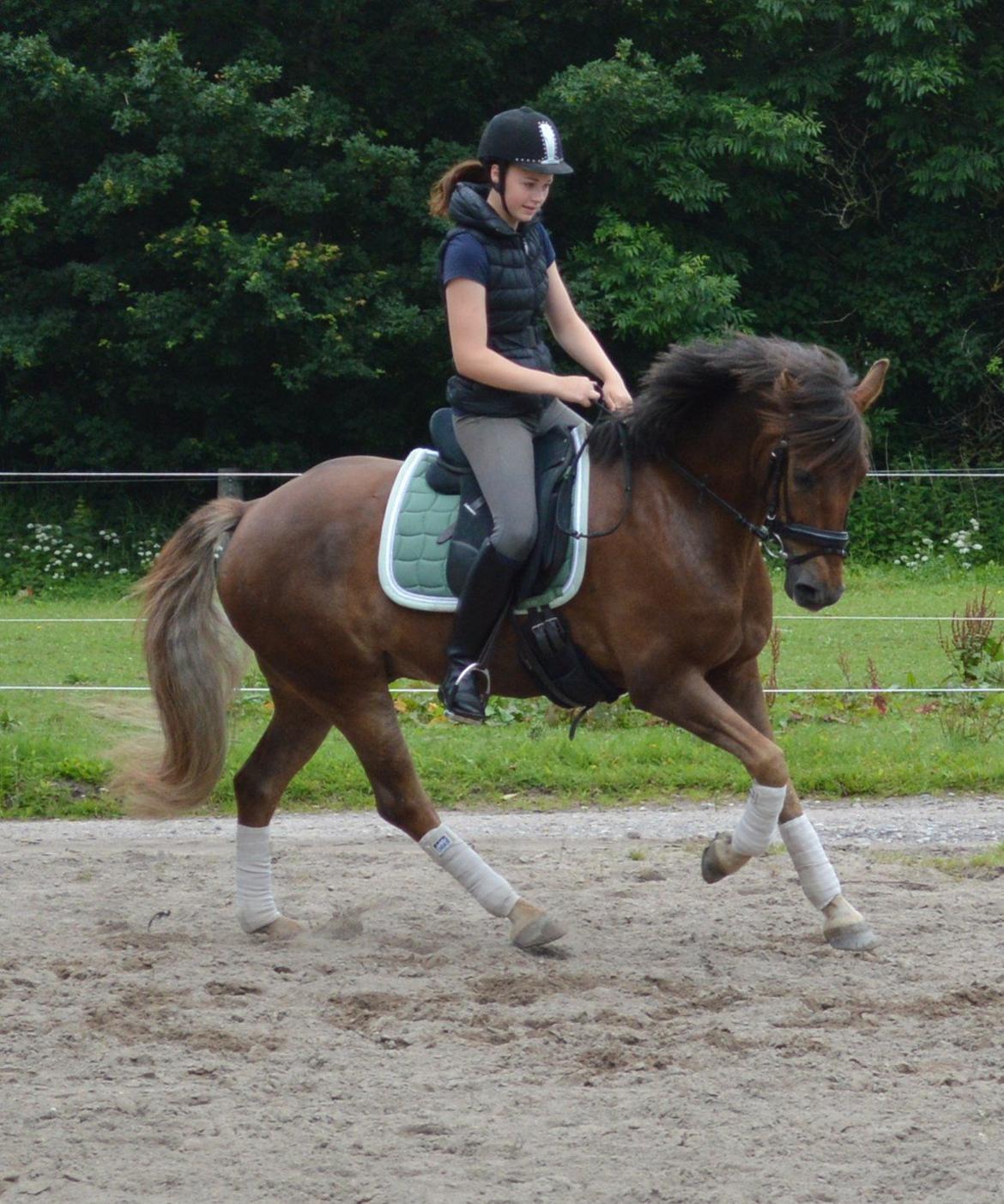 New Forest Elmholts Rekord billede 9