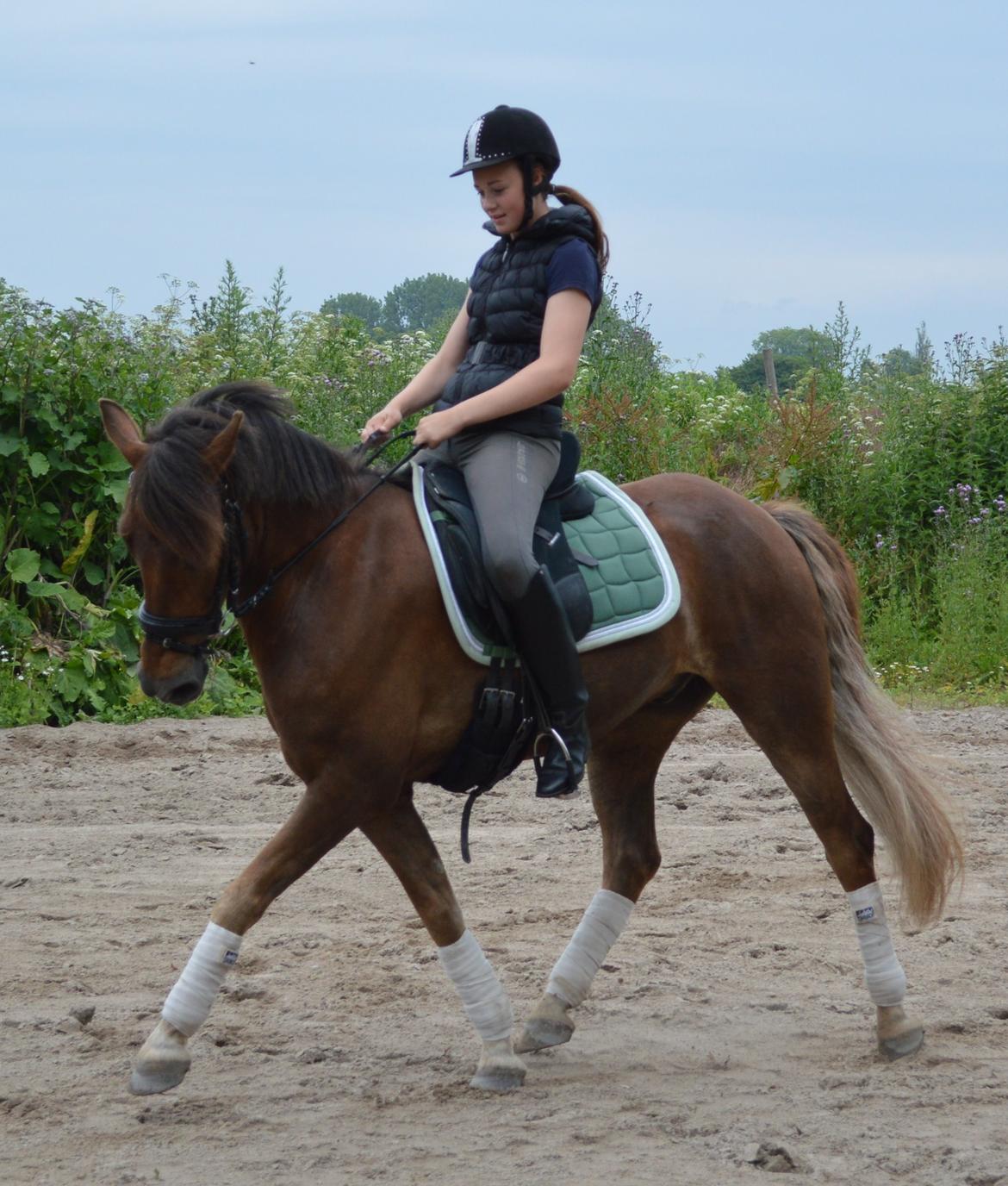 New Forest Elmholts Rekord billede 25