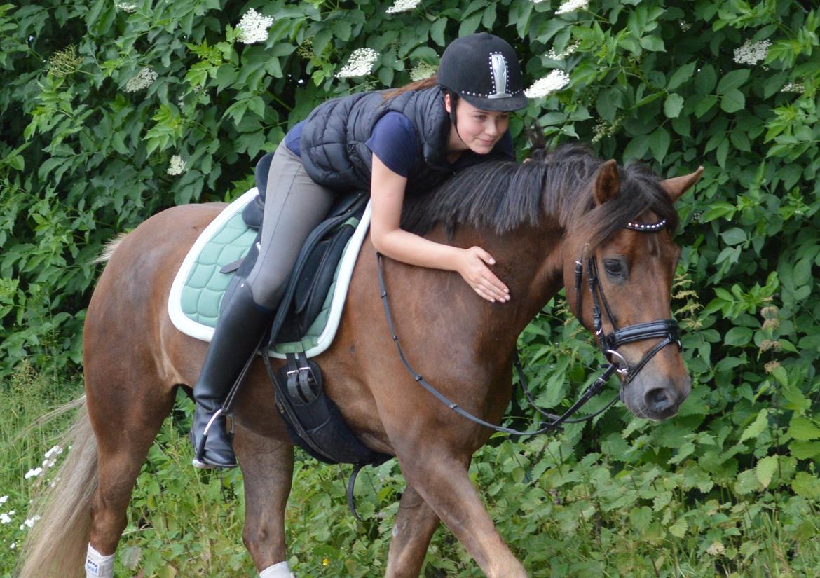 New Forest Elmholts Rekord billede 8