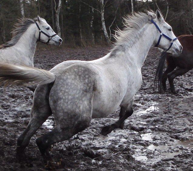 Dansk Varmblod Regazza billede 1