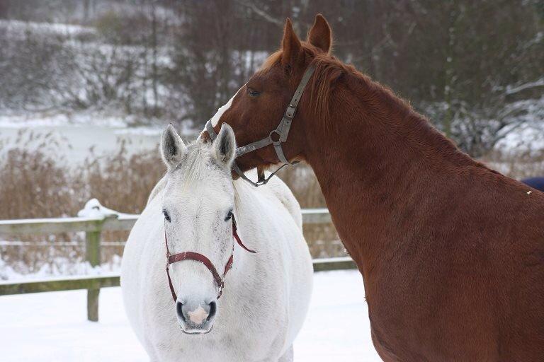 Dansk Varmblod Regazza billede 2
