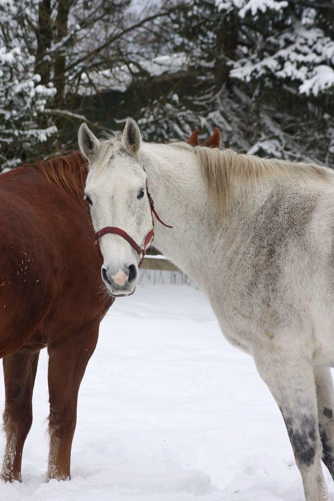 Dansk Varmblod Regazza billede 3