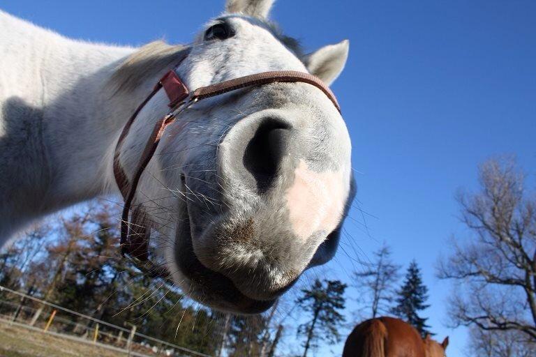 Dansk Varmblod Regazza billede 4