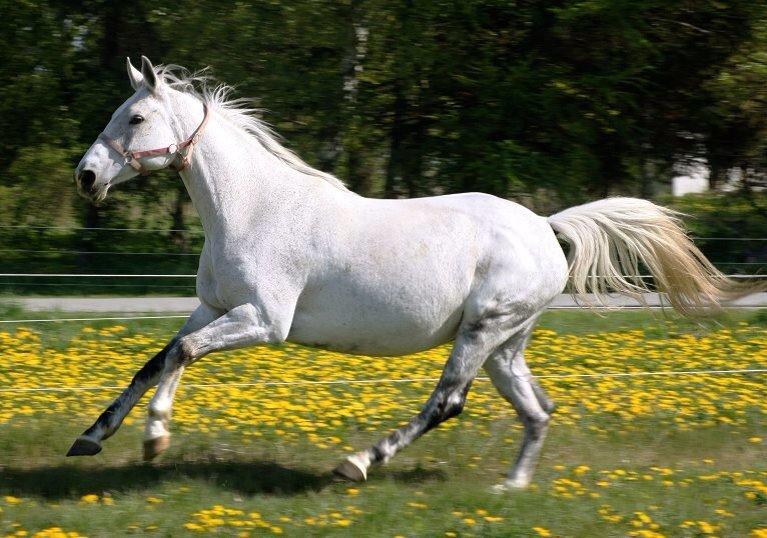 Dansk Varmblod Regazza billede 5