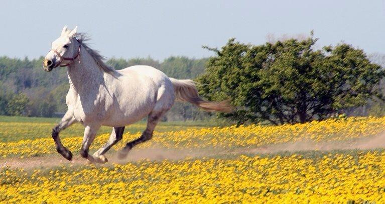 Dansk Varmblod Regazza billede 6