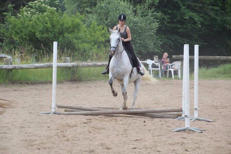 Dansk Varmblod Regazza billede 7