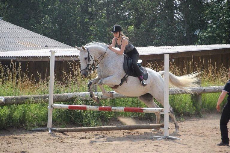 Dansk Varmblod Regazza billede 8