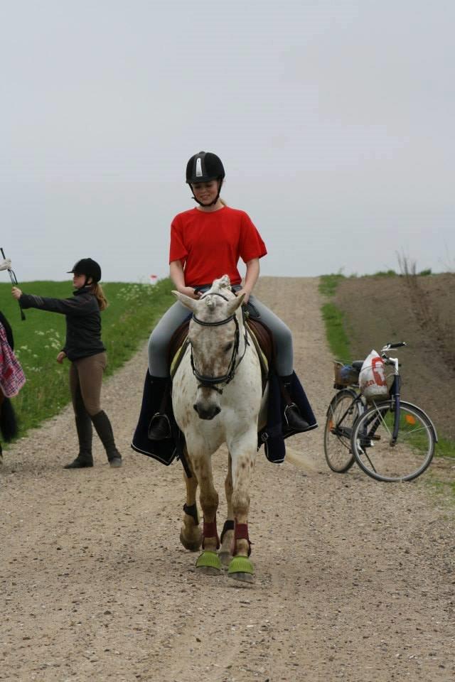 Knabstrupper Bailey - -2013 billede 5