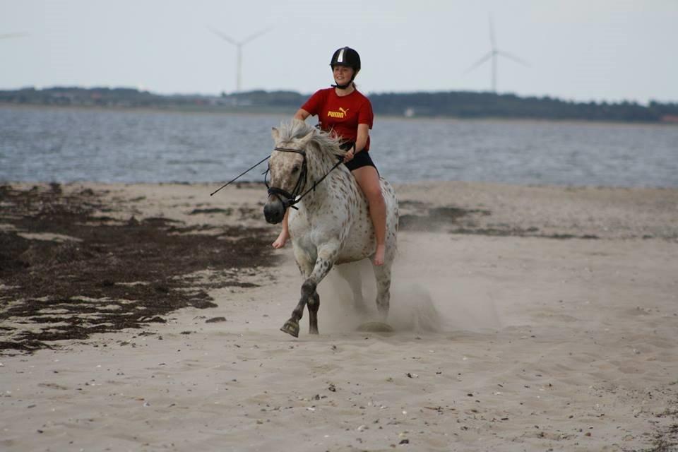 Knabstrupper Bailey - -2013 billede 6