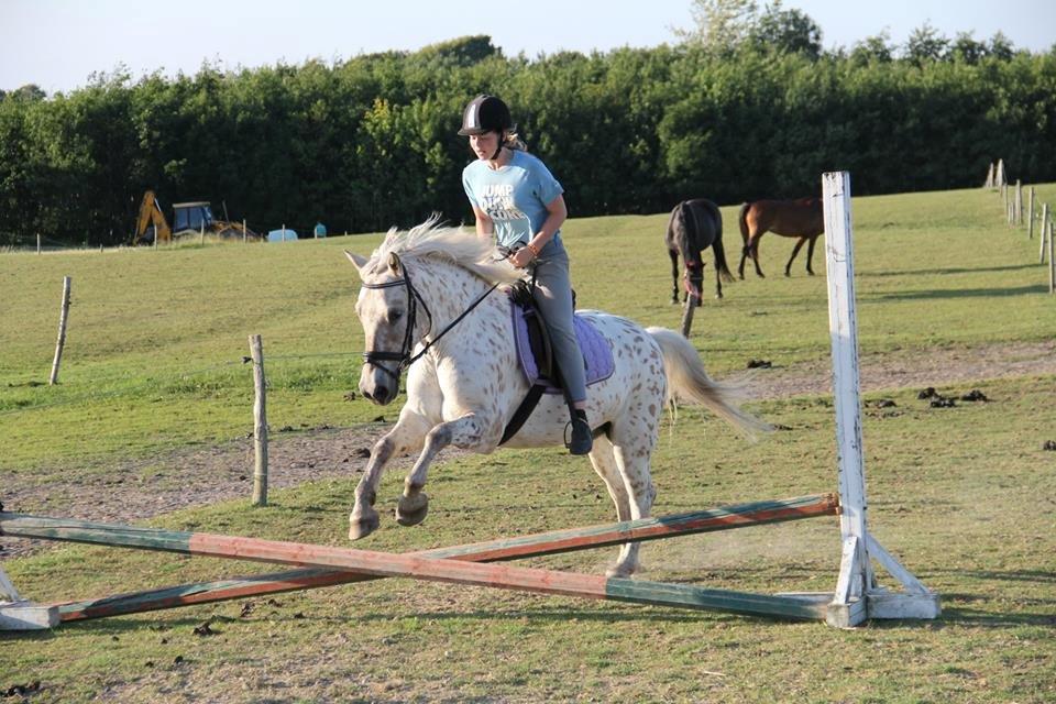Knabstrupper Bailey - Bailey og jeg - Sommeren 2013 billede 4