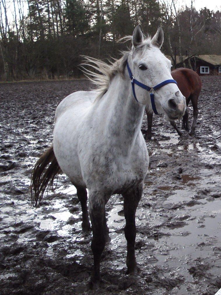 Dansk Varmblod Regazza billede 9