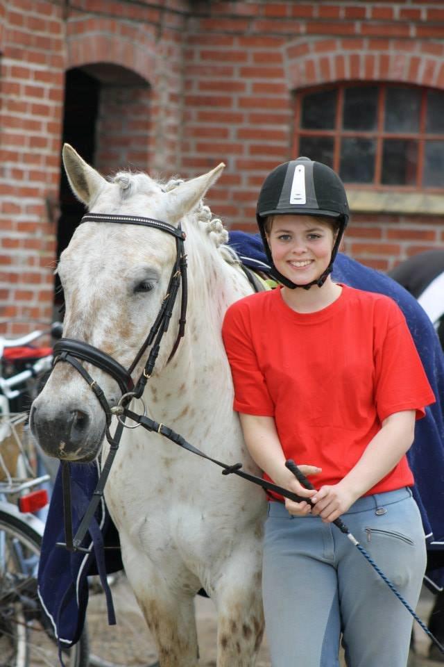 Knabstrupper Bailey - -2013 billede 7