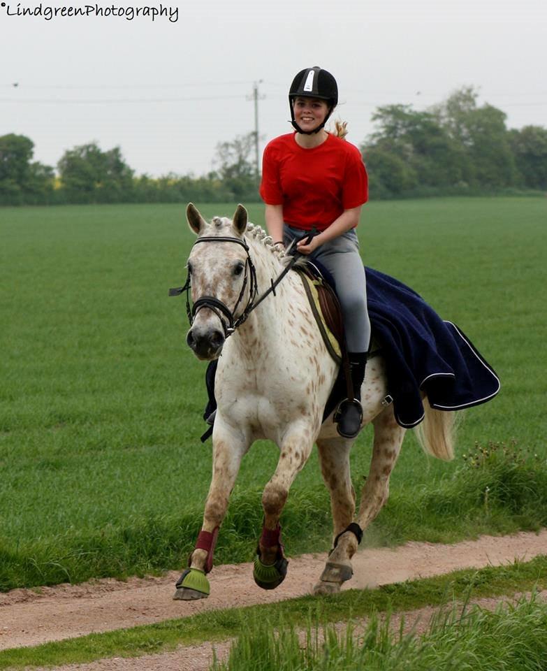 Knabstrupper Bailey - -2013 billede 9