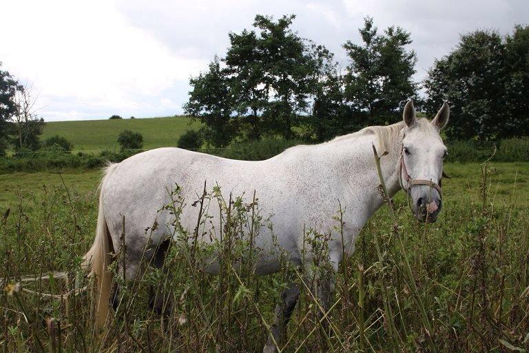 Dansk Varmblod Regazza billede 10