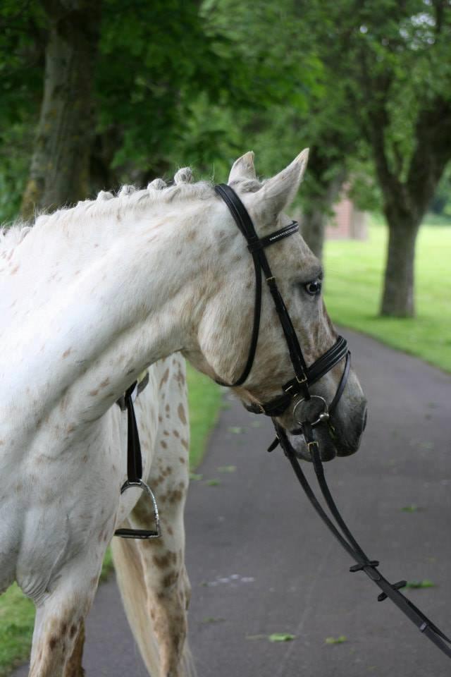 Knabstrupper Bailey - -2013 billede 8