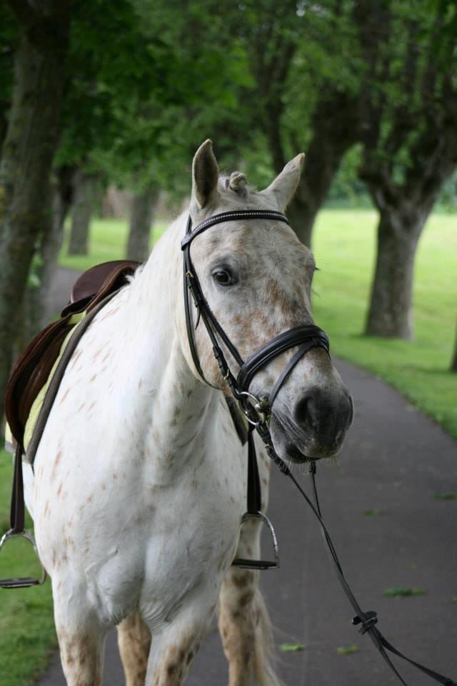 Knabstrupper Bailey - -2013 billede 13