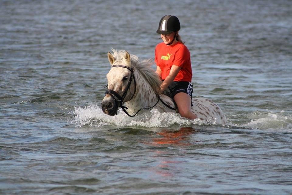 Knabstrupper Bailey - Første gang vi er ude og svømme - 2013 billede 14
