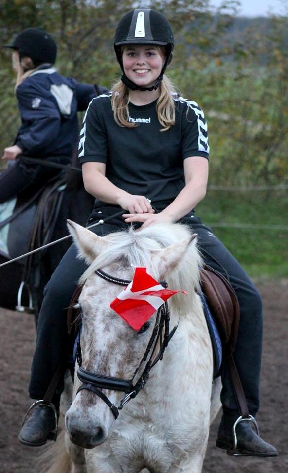 Knabstrupper Bailey - -2013 billede 15