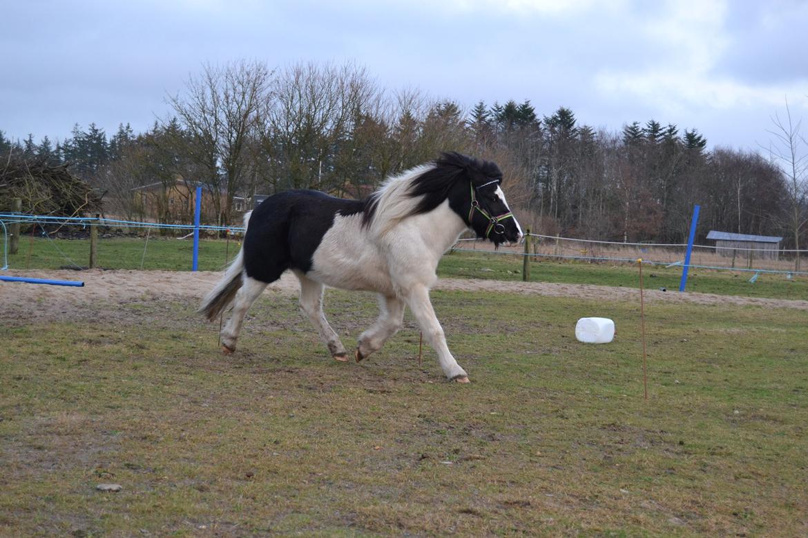 Islænder Glanni( Glans ) - Flooot svævende trav! :) billede 8
