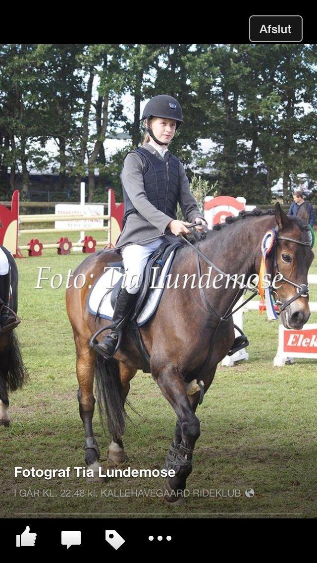 New Forest Elmerhøjs Bastian billede 6