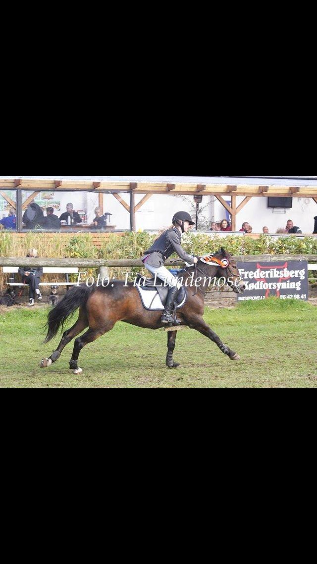 New Forest Elmerhøjs Bastian billede 7