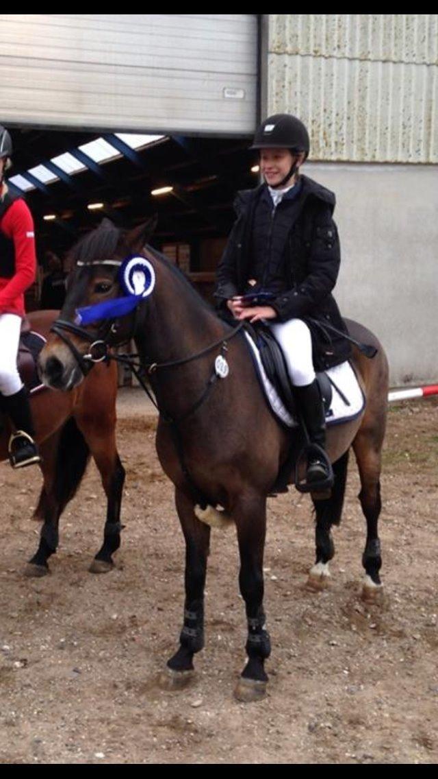 New Forest Elmerhøjs Bastian billede 8