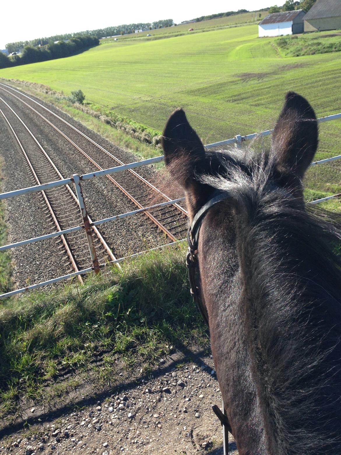 New Forest Elmerhøjs Bastian billede 9