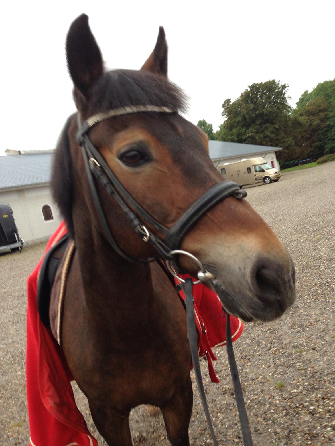 New Forest Elmerhøjs Bastian billede 10