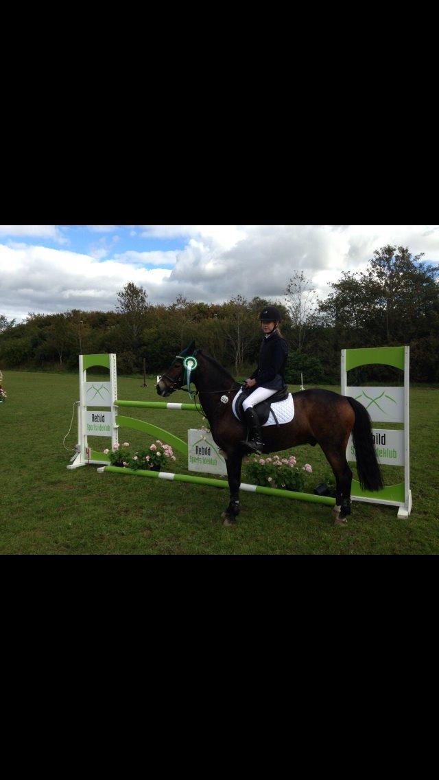 New Forest Elmerhøjs Bastian billede 12