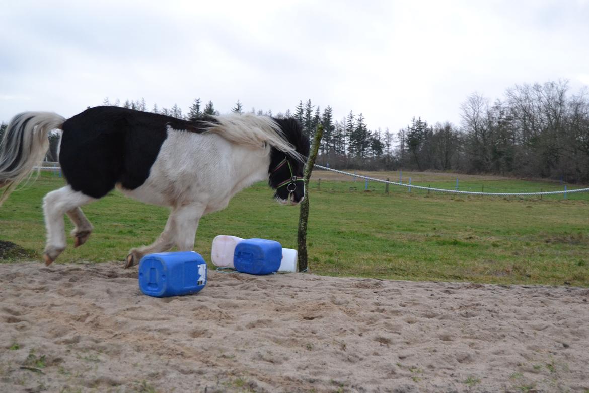Islænder Glanni( Glans ) - Hoppe hoppe :P billede 9