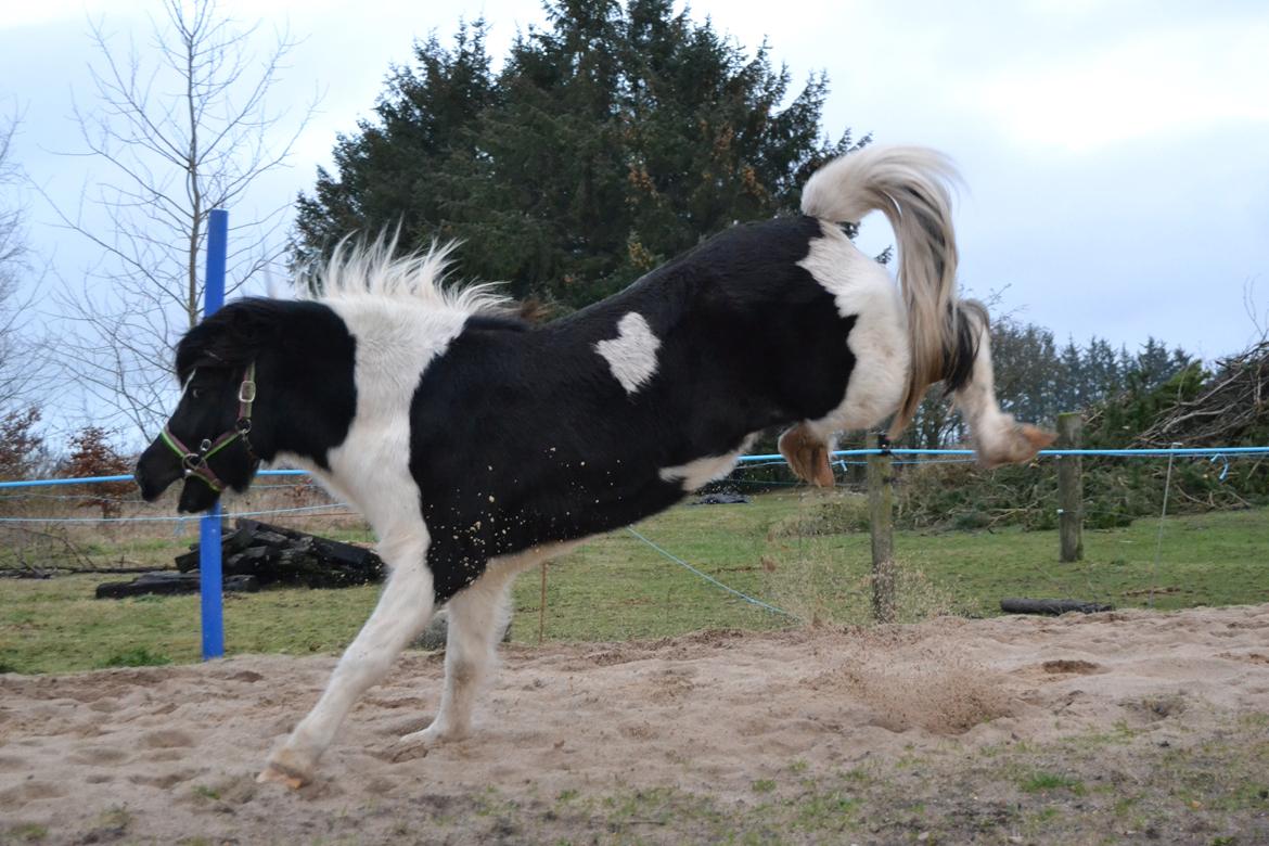 Islænder Glanni( Glans ) - Yiiiihar! billede 11