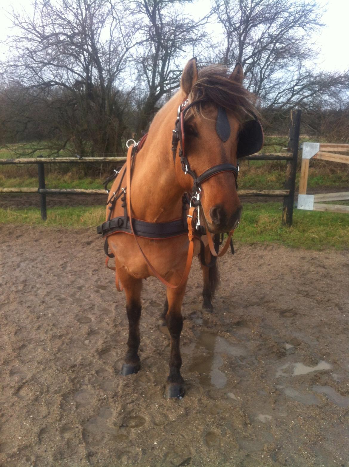 Anden særlig race Loke - Et nyt eventyr som kørehest er lige begyndt! 2. gang med seletøj og liner :) billede 19