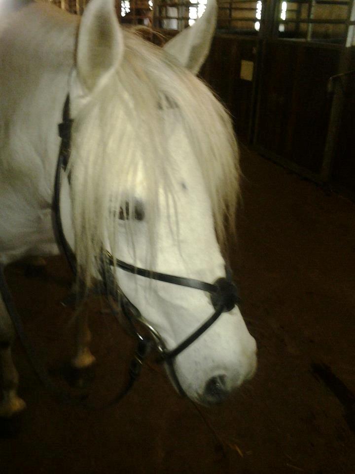 Welsh Partbred (Sec F) Destiny's Irony billede 2