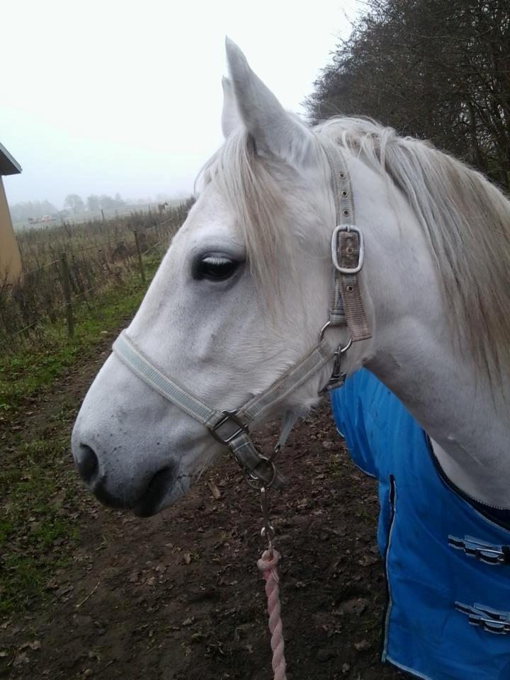 Welsh Partbred (Sec F) Destiny's Irony billede 3