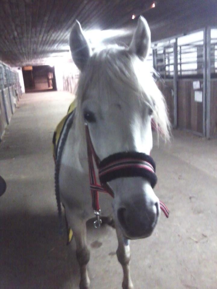 Welsh Partbred (Sec F) Destiny's Irony - Staldhygge :-) billede 1