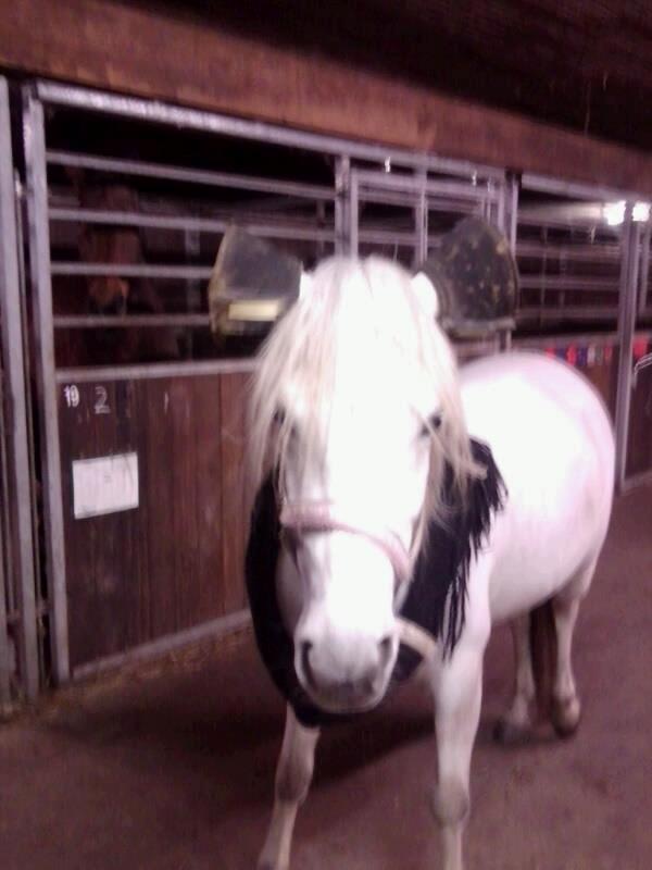 Welsh Partbred (Sec F) Destiny's Irony - Mickey mouse! billede 4