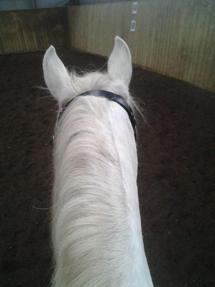 Welsh Partbred (Sec F) Destiny's Irony - Dressur :-) billede 5