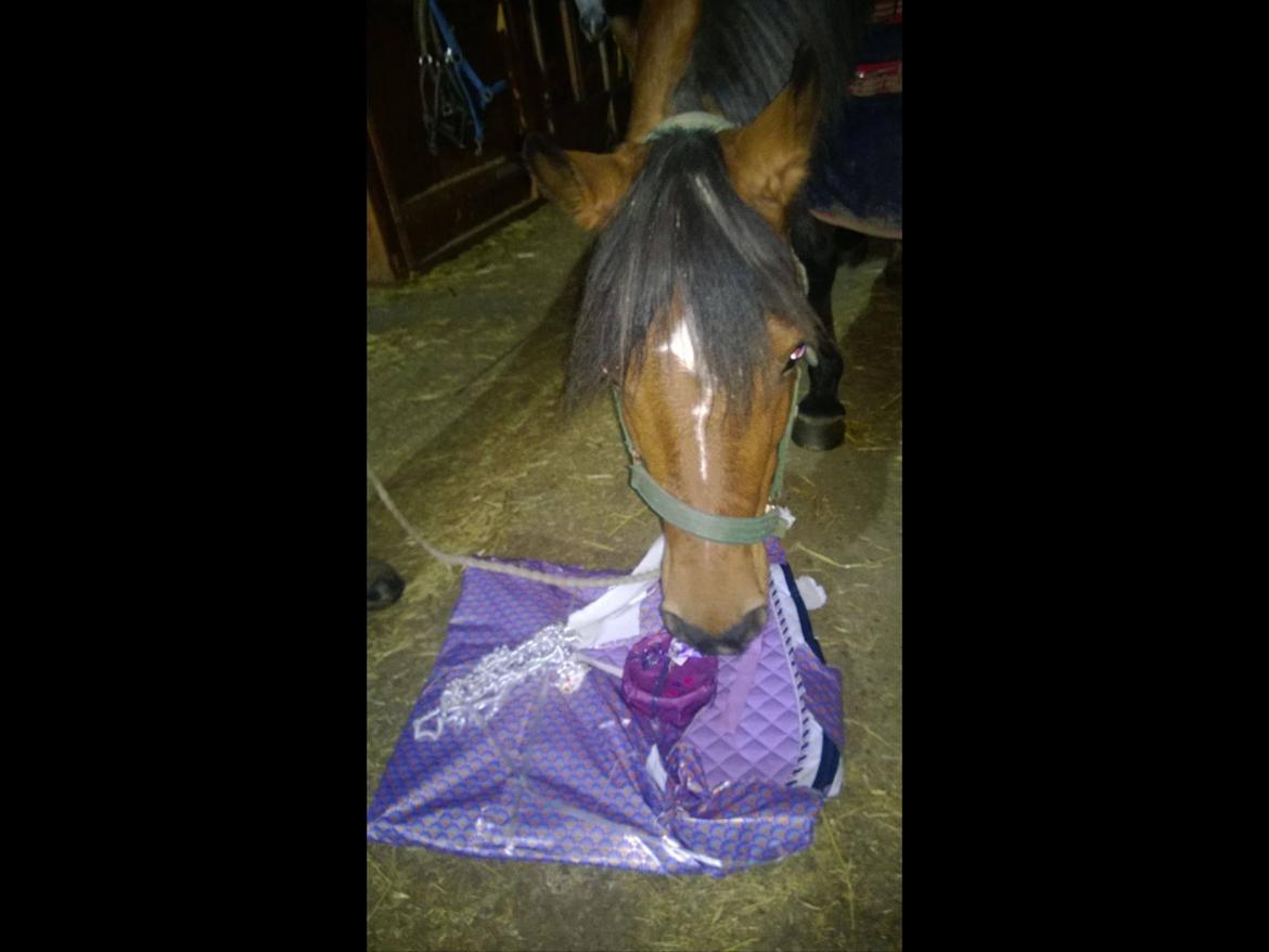 DSP Troja min dejlige part! billede 18