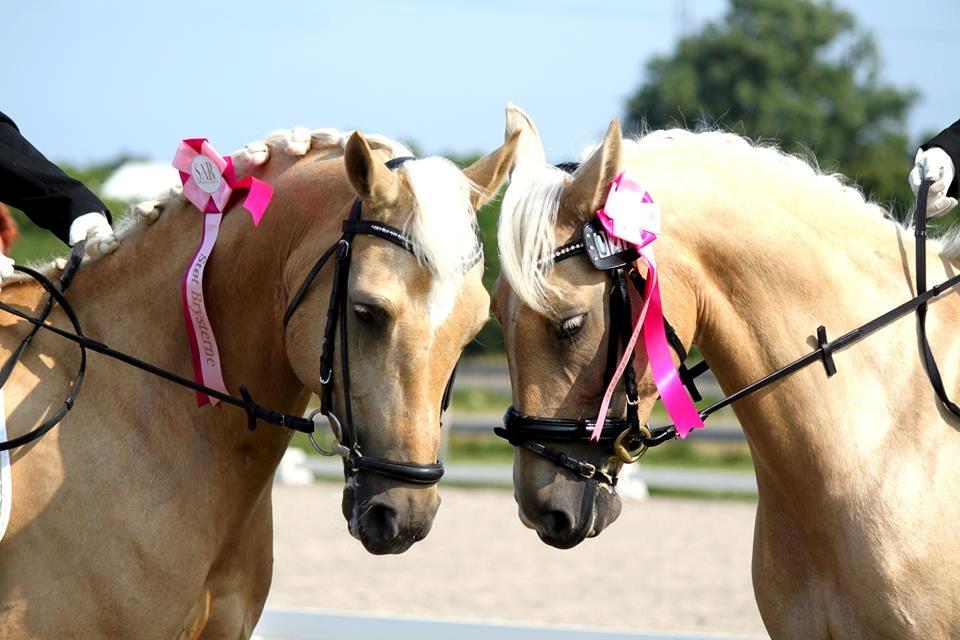Palomino Pineappel - Pine og hendes halvbror billede 18