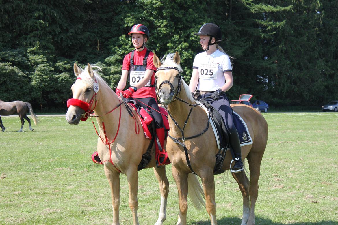 Palomino Pineappel - Hippoaden 2013 billede 19