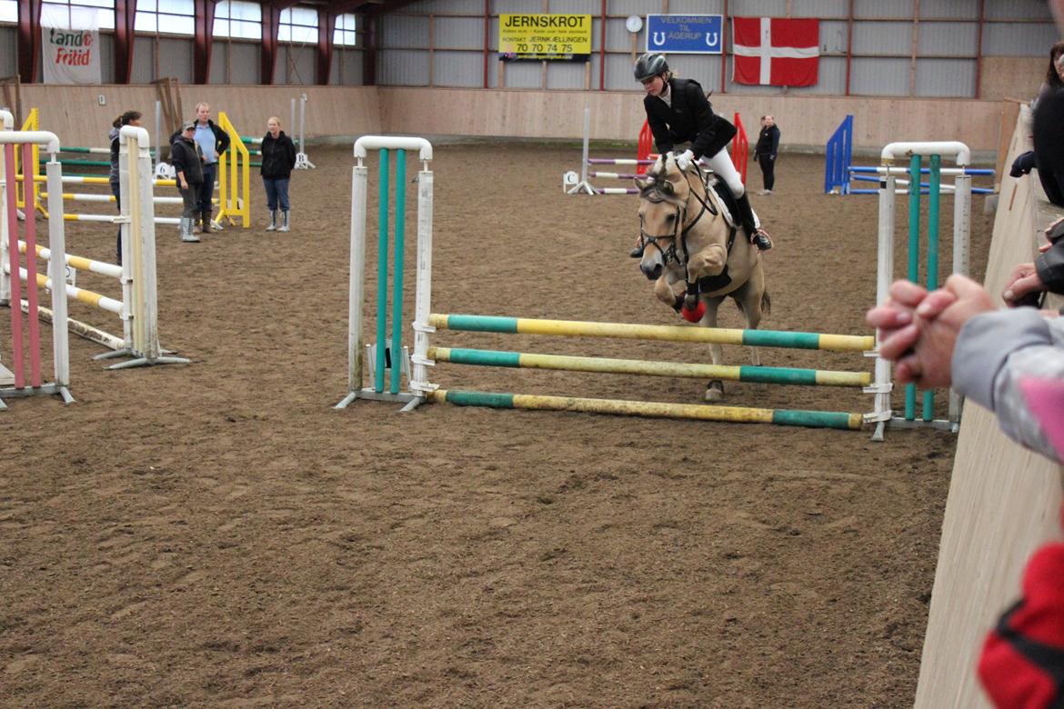 Fjordhest Fønix Elsa billede 8