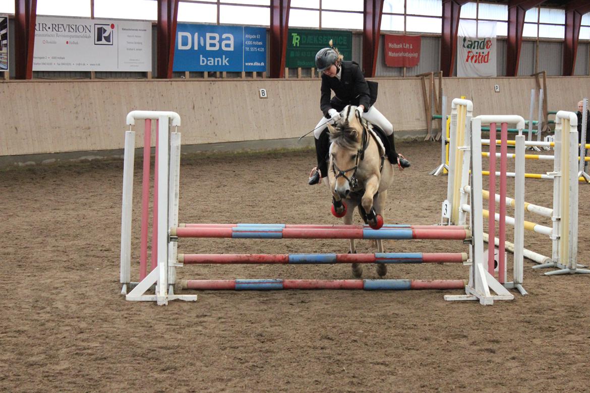 Fjordhest Fønix Elsa billede 9