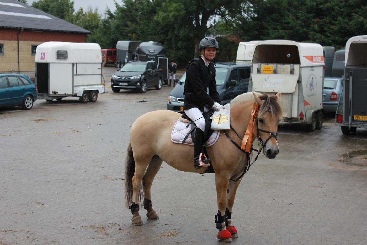 Fjordhest Fønix Elsa - 3 pl. til sjællandsmesterskabet for fjordhest 2013 billede 10