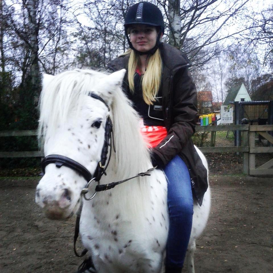Knabstrupper Susi af Kaldred *Prinsessen* - 21/11-13 | Verdens bedste mini hest <3 billede 27