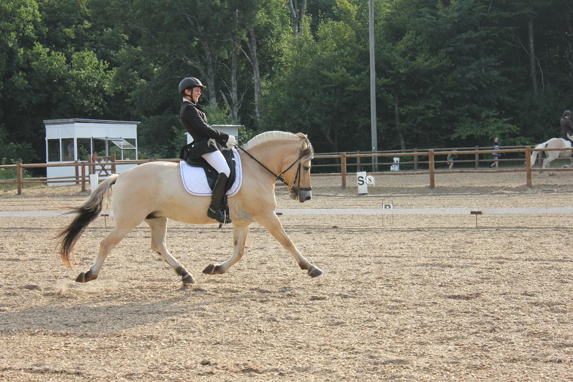 Fjordhest Fønix Elsa billede 12